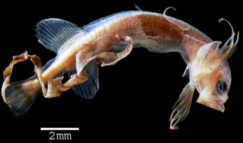 Media type: image; Ichthyology 59910